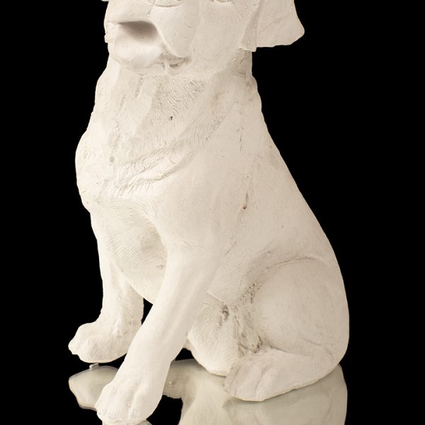 Perrito de casa