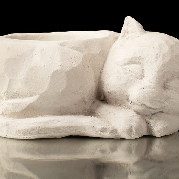 Suculenta de gato