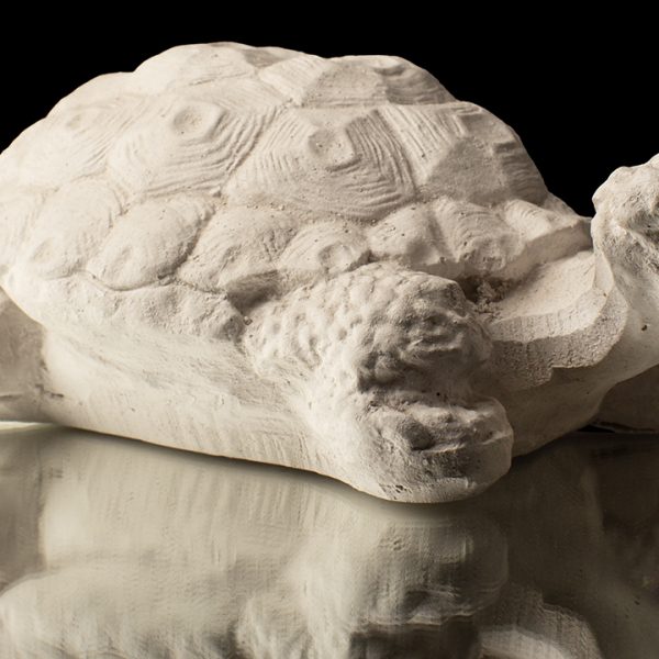 Tortuga
