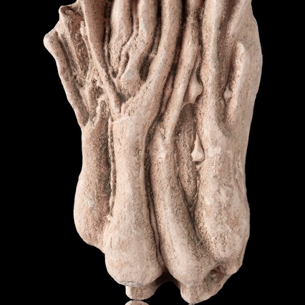 Cebollines