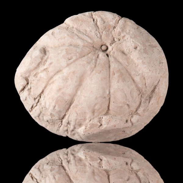 Zapallo